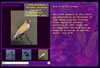 Avian Scroller_Flash Project